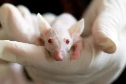 Tema de redação: EFAF - PARÁGRAFO INTRODUTÓRIO - EXPERIMENTOS CIENTÍFICOS COM ANIMAIS