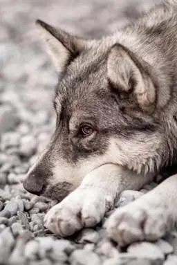 Tema de redação: EFAF - MANIFESTO - MAUS-TRATOS A ANIMAIS